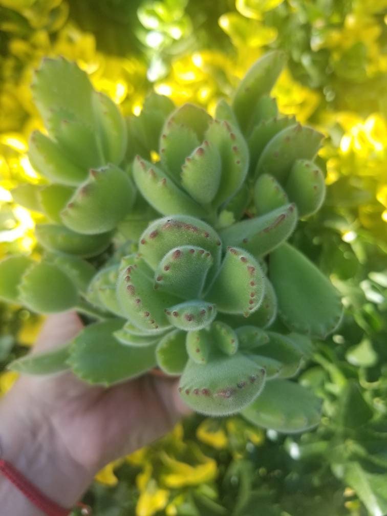 Cotyledon Tomentosa "Bear's Paw" (4" Pot) - Beaultiful Desert Plants 