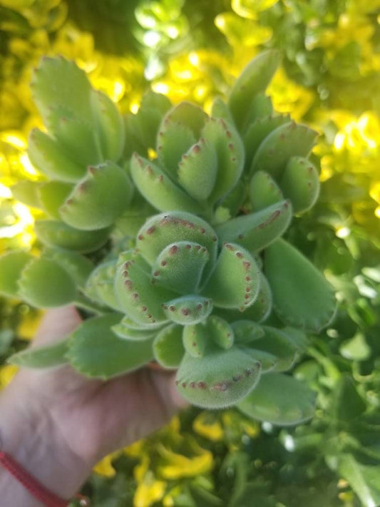 Cotyledon Tomentosa "Bear's Paw" (4" Pot) - Beaultiful Desert Plants 