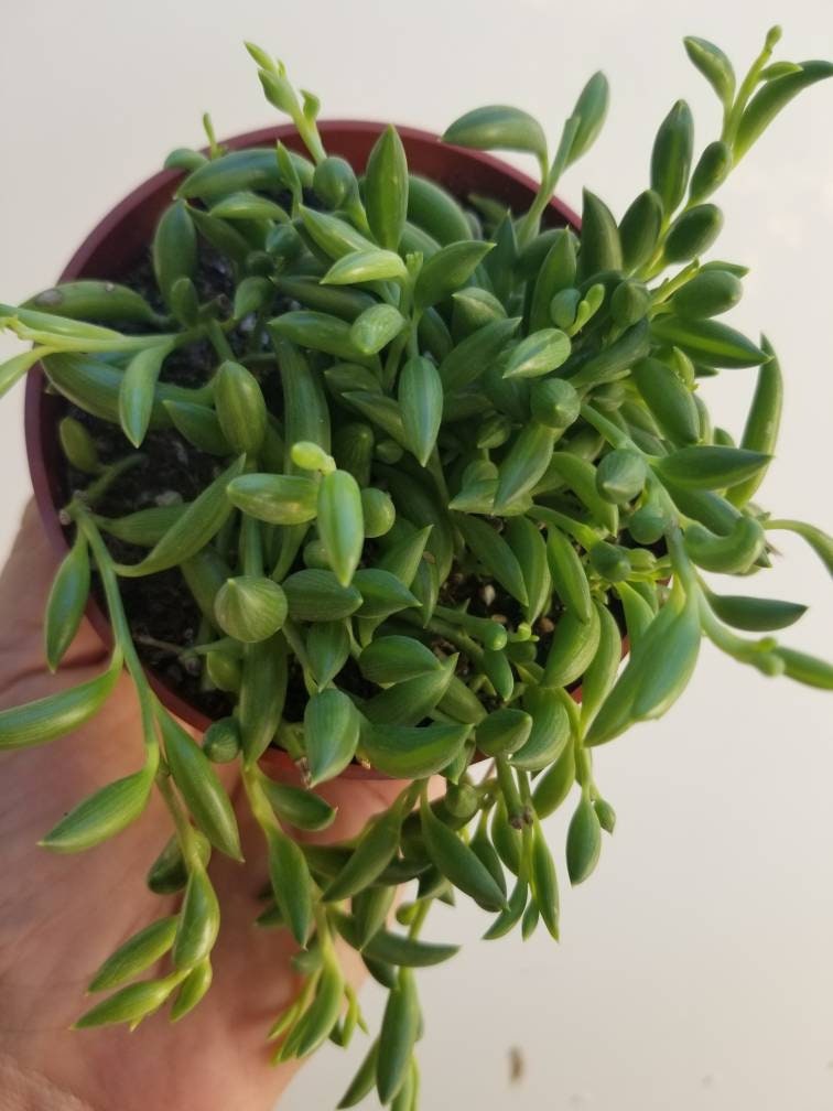 Strings of Bananas (4" pot) - Beaultiful Desert Plants 