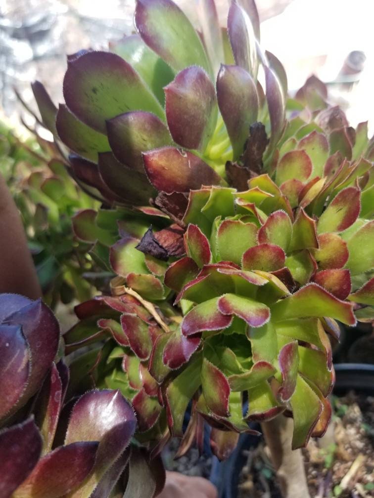 Aeonium Arboreum Atropurpureum - Beaultiful Desert Plants 