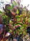 Aeonium Arboreum Atropurpureum - Beaultiful Desert Plants 