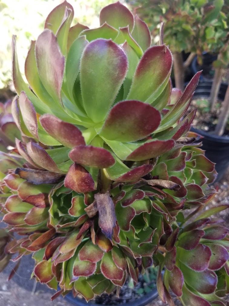 Aeonium Arboreum Atropurpureum - Beaultiful Desert Plants 