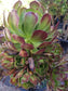 Aeonium Arboreum Atropurpureum - Beaultiful Desert Plants 