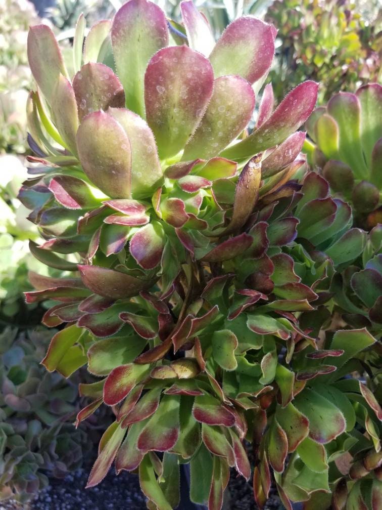 Aeonium Arboreum Atropurpureum - Beaultiful Desert Plants 