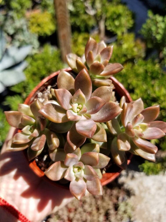 Sedum California Sunset (4"Pot) - Beaultiful Desert Plants 