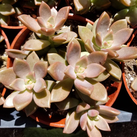 Sedum California Sunset (4"Pot) - Beaultiful Desert Plants