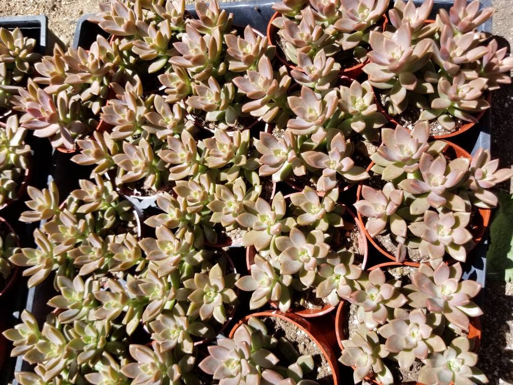 Sedum California Sunset (4"Pot) - Beaultiful Desert Plants 