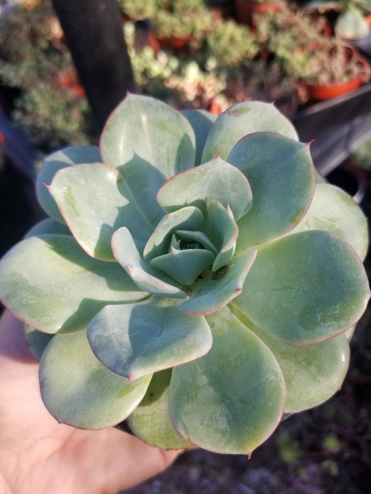 Echeveria Atlantis (4"pot) - Beaultiful Desert Plants 