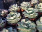 Echeveria Atlantis (4"pot) - Beaultiful Desert Plants 