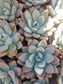 Graptoveria Opalina (4"pot) - Beaultiful Desert Plants 