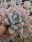 Graptoveria Opalina (4"pot) - Beaultiful Desert Plants 