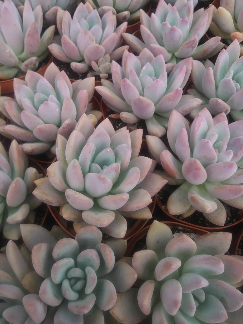 Graptoveria Opalina (4"pot) - Beaultiful Desert Plants 