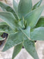 Agave Blue Flame - Beaultiful Desert Plants 