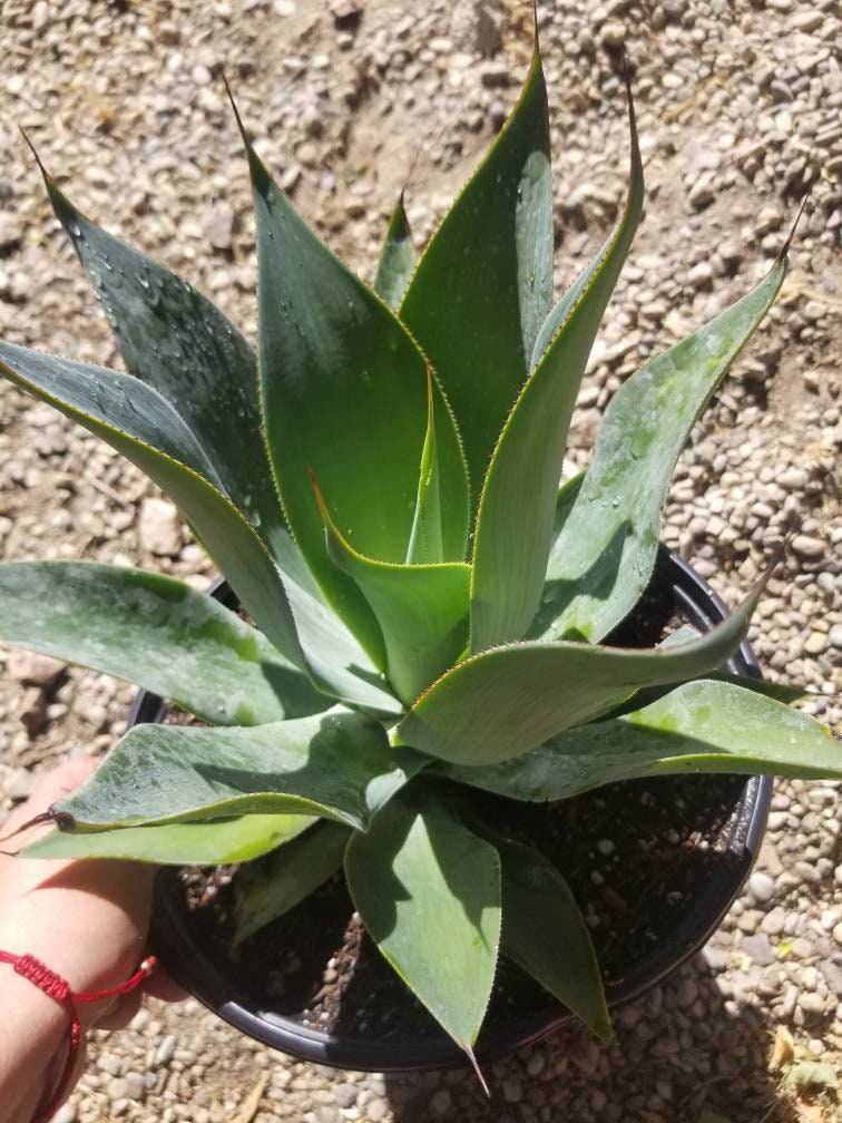 Agave Blue Flame - Beaultiful Desert Plants 