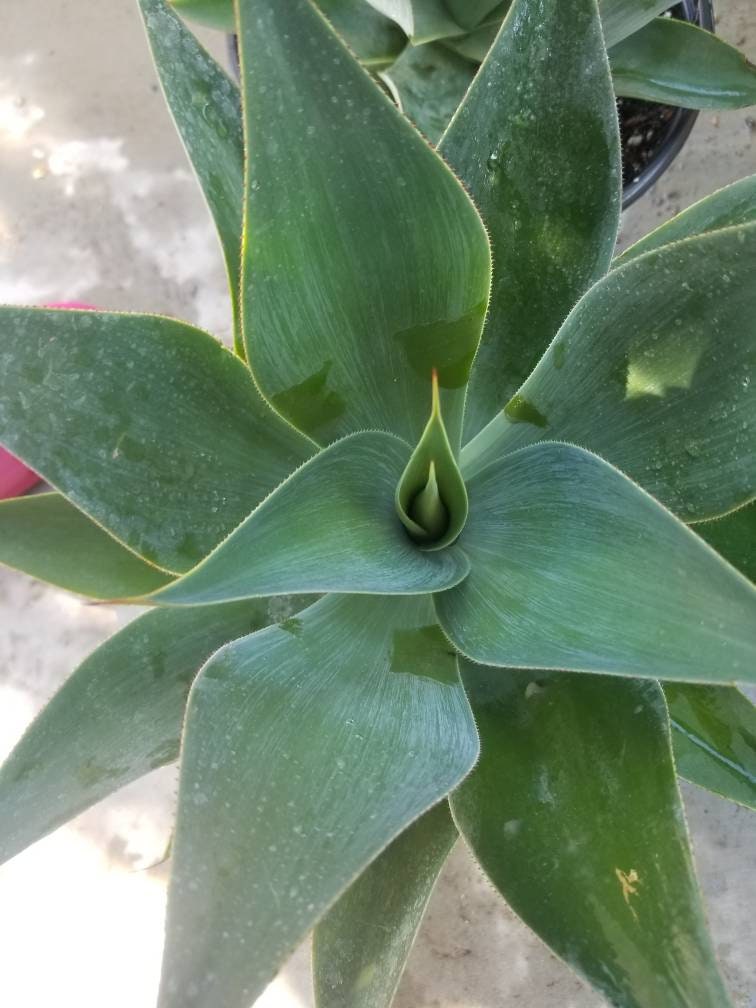 Agave Blue Flame - Beaultiful Desert Plants 