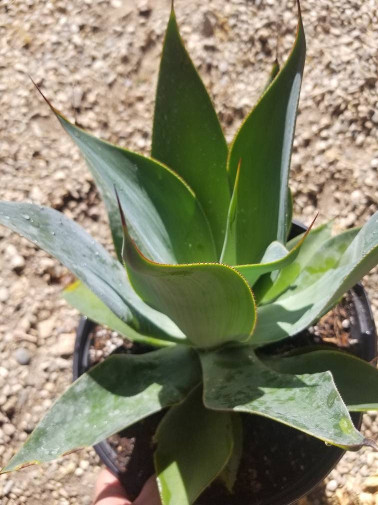 Agave Blue Flame - Beaultiful Desert Plants 