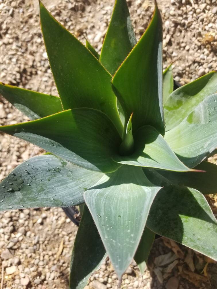 Agave Blue Flame - Beaultiful Desert Plants 