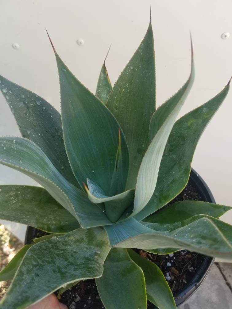 Agave Blue Flame - Beaultiful Desert Plants 