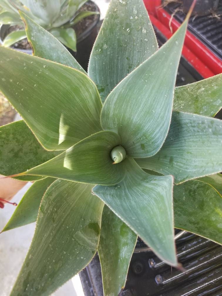 Agave Blue Flame - Beaultiful Desert Plants 