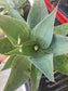 Agave Blue Flame - Beaultiful Desert Plants 