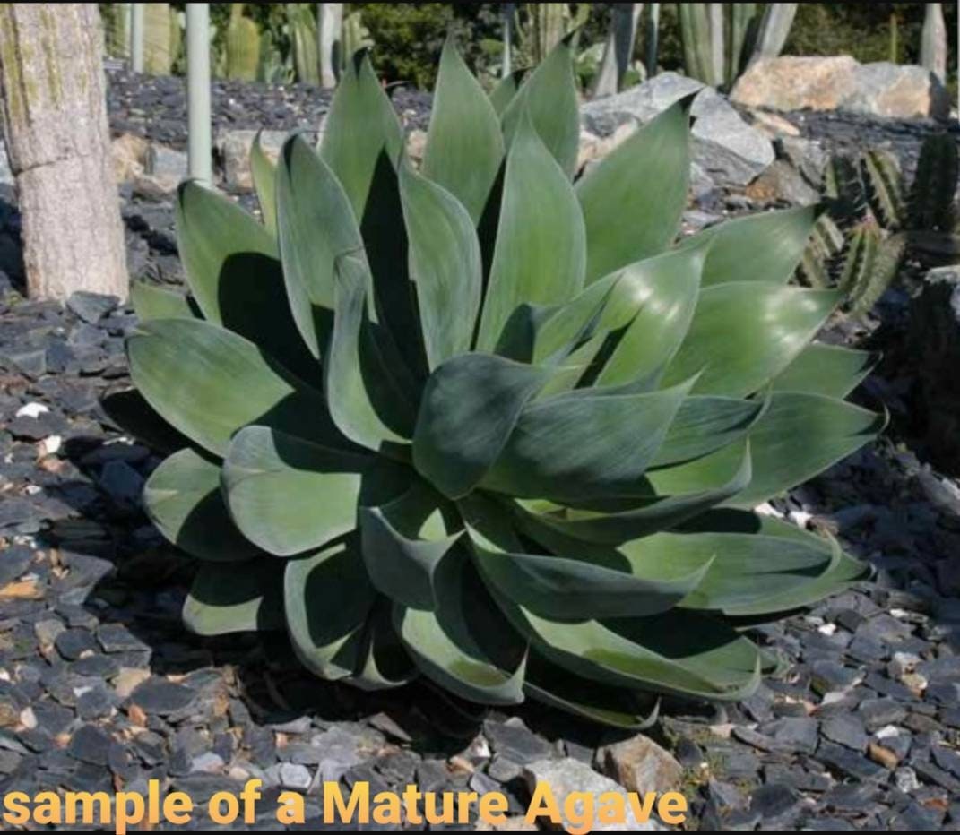 Agave Blue Flame - Beaultiful Desert Plants 