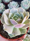 Echeveria Lola (4" pot) - Beaultiful Desert Plants 