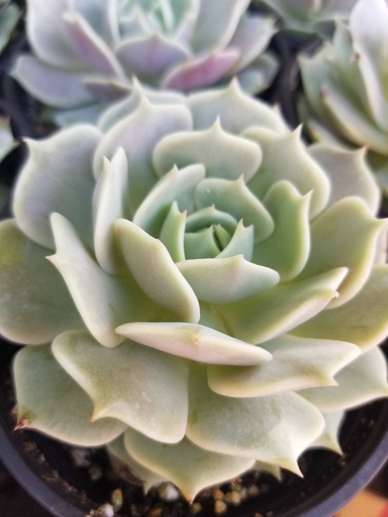 Echeveria Lola (4" pot) - Beaultiful Desert Plants 