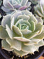 Echeveria Lola (4" pot) - Beaultiful Desert Plants 