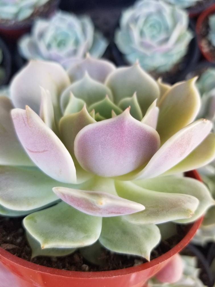 echeveria lola succulent Echeveria 'Lola' 4 Inch