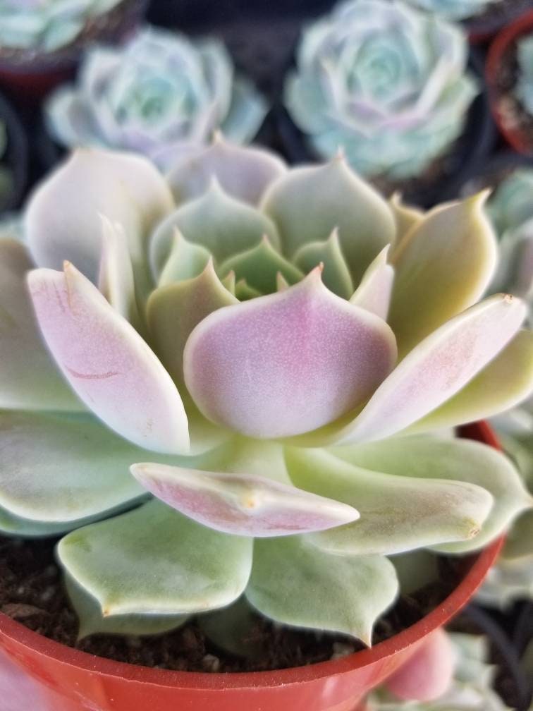 Echeveria Lola (4" pot) - Beaultiful Desert Plants 