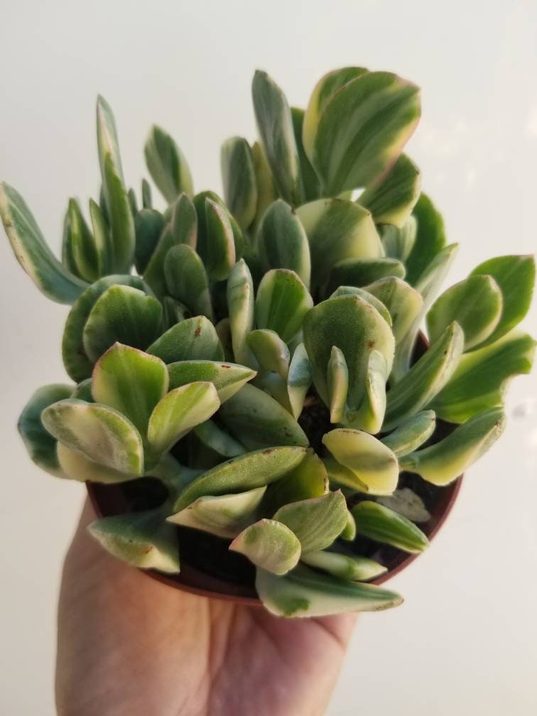 Variegated Crassula Jade (4"Pot) - Beaultiful Desert Plants 