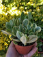 Variegated Crassula Jade (4"Pot) - Beaultiful Desert Plants 