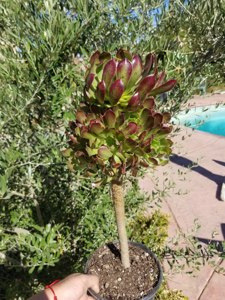 atropurpureum succulent Aeonium Arboreum Atropurpureum