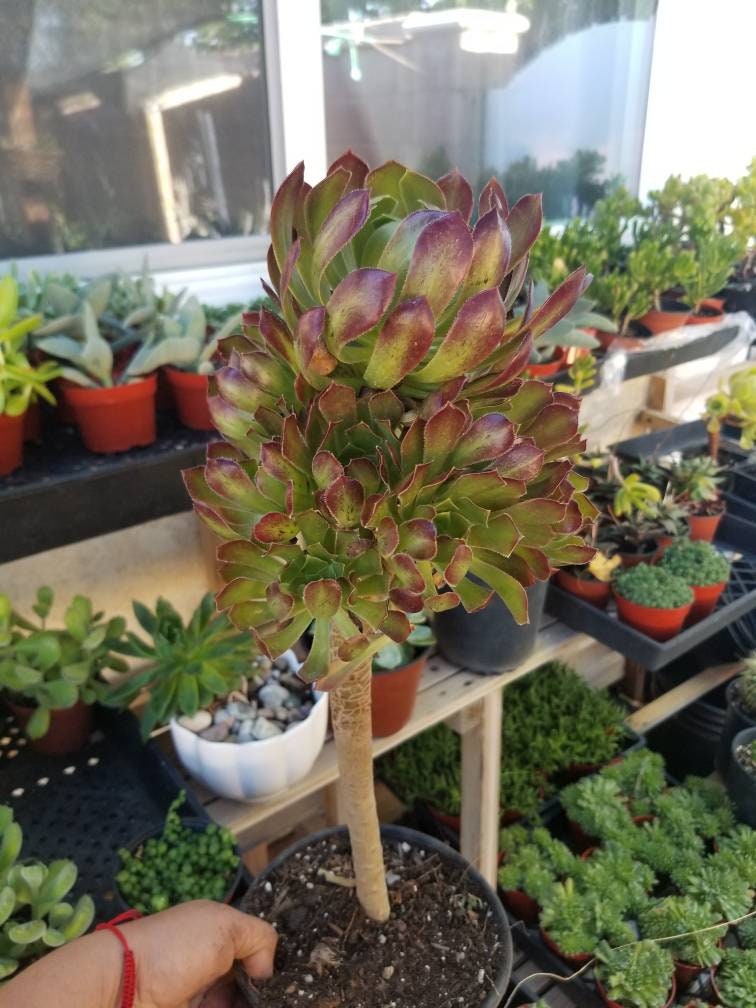 Aeonium Arboreum Atropurpureum - Beaultiful Desert Plants 