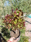 Aeonium Arboreum Atropurpureum - Beaultiful Desert Plants 