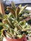 Chocolate Soldier (4"pot) - Beaultiful Desert Plants 