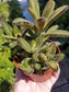 Chocolate Soldier (4"pot) - Beaultiful Desert Plants 