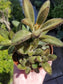 Chocolate Soldier (4"pot) - Beaultiful Desert Plants 