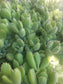 Cotyledon Tomentosa "Bear's Paw" (4" Pot) - Beaultiful Desert Plants 