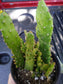 4" Opuntia  Monacantha (Maverick cactus) - Beaultiful Desert Plants 