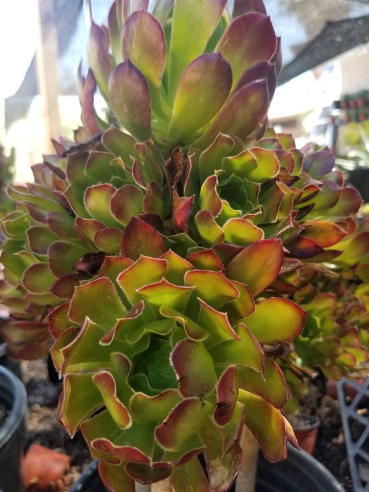 atropurpureum succulent Aeonium Arboreum Atropurpureum