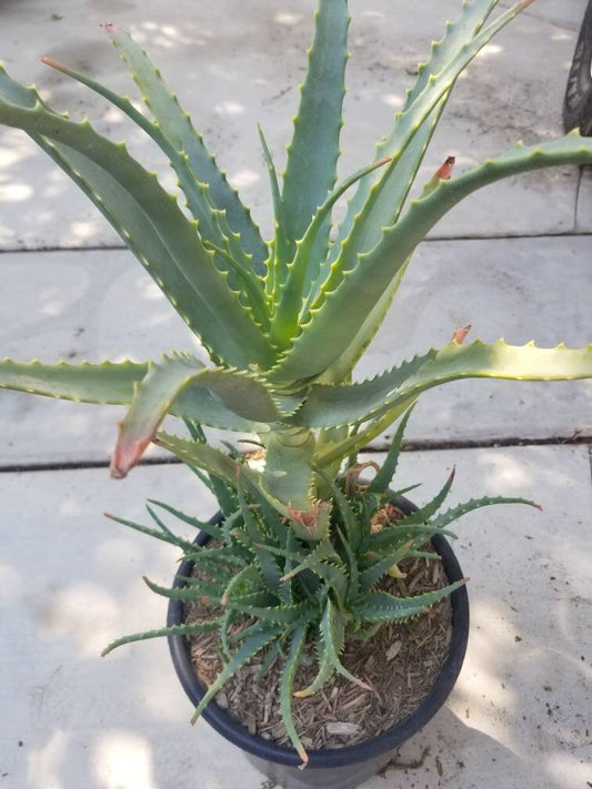 Aloe Arborenscens - Beaultiful Desert Plants 