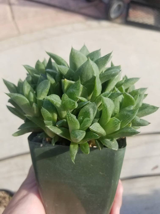 Haworthia Retusa  (5" pot) - Beaultiful Desert Plants 