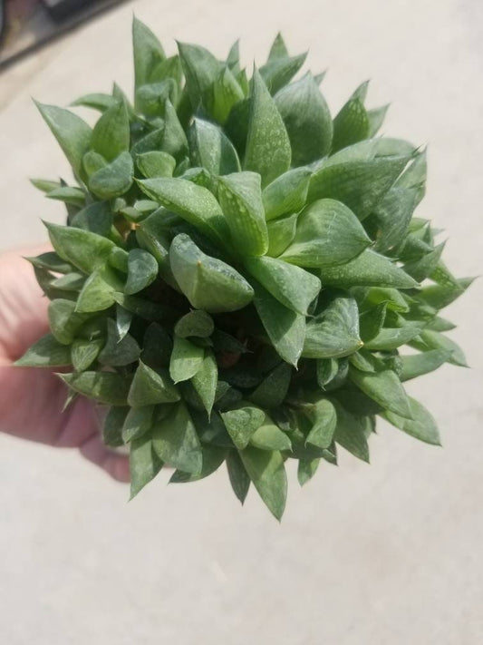 Haworthia Retusa  (5" pot) - Beaultiful Desert Plants 