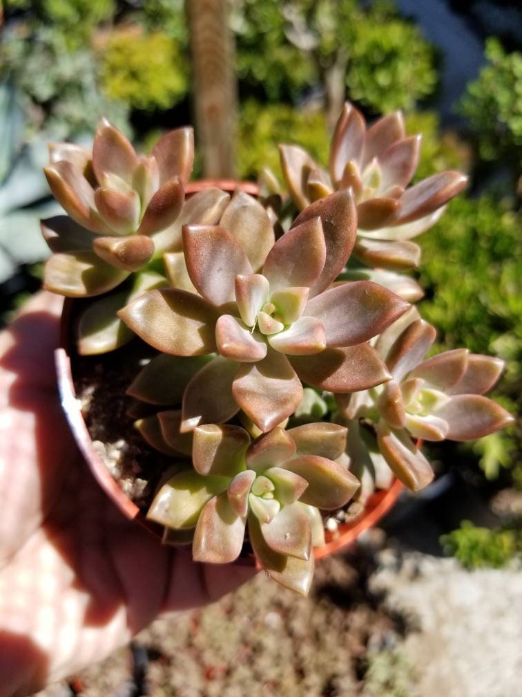 Sedum California Sunset (4"Pot) - Beaultiful Desert Plants 