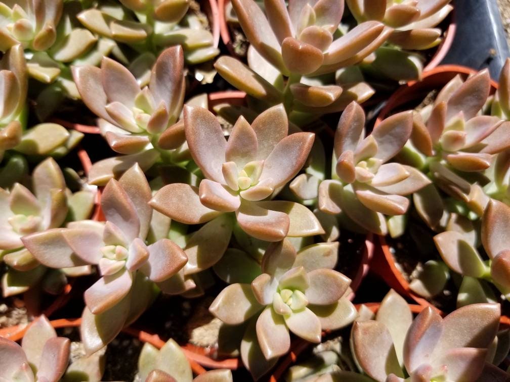 Sedum California Sunset (4"Pot) - Beaultiful Desert Plants 