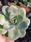 Echeveria Atlantis (4"pot) - Beaultiful Desert Plants 