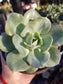 Echeveria Atlantis (4"pot) - Beaultiful Desert Plants 