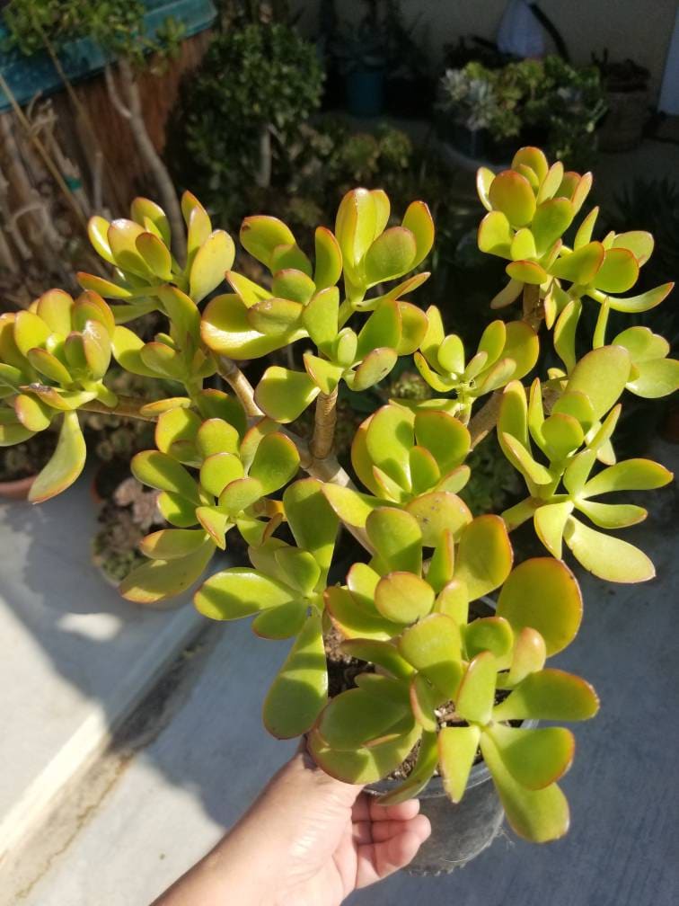 desert jade plant Crassula Ovata Jade Tree