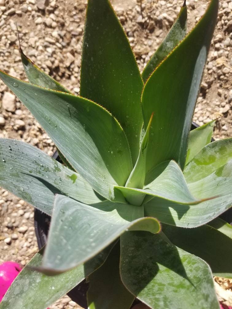 Agave Blue Flame - Beaultiful Desert Plants 